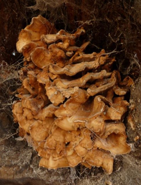 Mature fruiting body within a stem cavity on English oak in Bowers Gifford, Essex